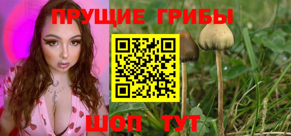 Галлюциногенные грибы Magic Shrooms  продажа наркотиков  Таганрог  Вход с VPN 